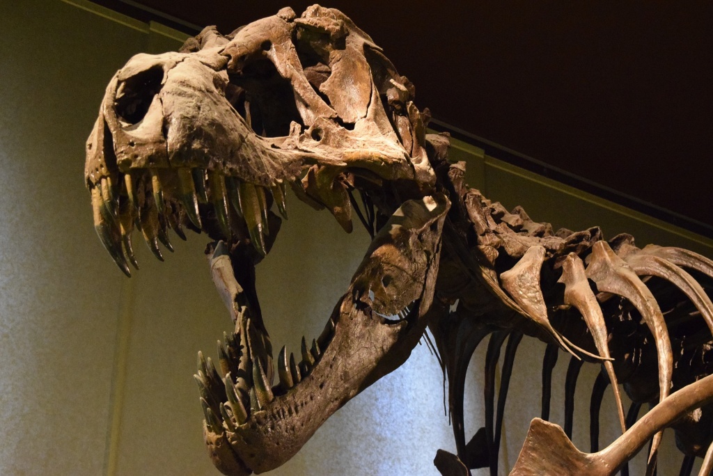 t.rex-fossil.jpg
