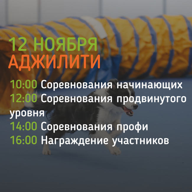 Аджилити.png Аджилити.png