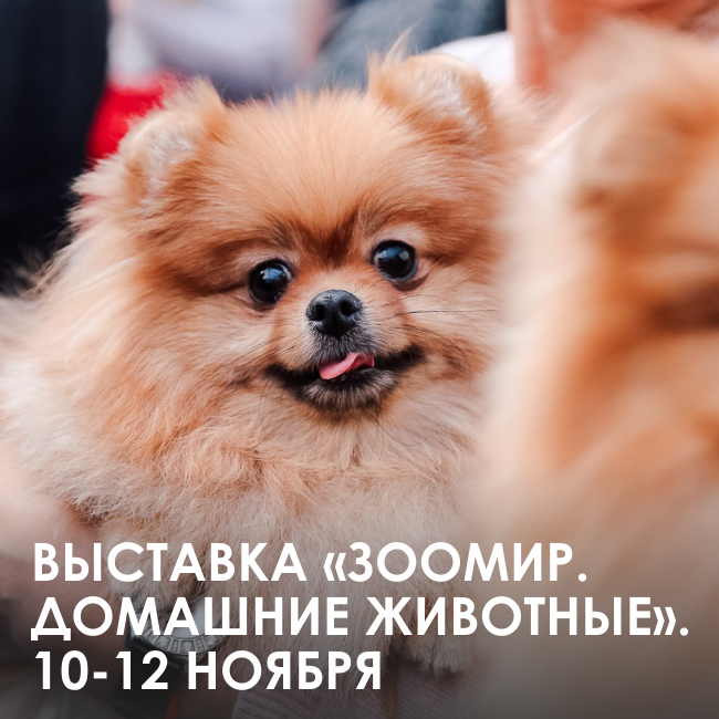зоомир.png